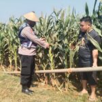 Polri Dukung Astacita, Polsek jenu Polres Tuban Turun Cek Tanaman Jagung Warga di Desa Beji