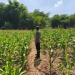 POLRI MENDUKUNG PROGRAM ASTACITA PRESIDEN RI, ANGGOTA POLSEK PARENGAN POLRESTA TUBAN LAKSANAKAN PENDAMPINGAN PETANI JAGUNG DI DESA SUKOREJO KEC. PARENGAN