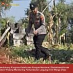 Bhabinkamtibmas Polsek Widang Monitoring Pertumbuhan Jagung