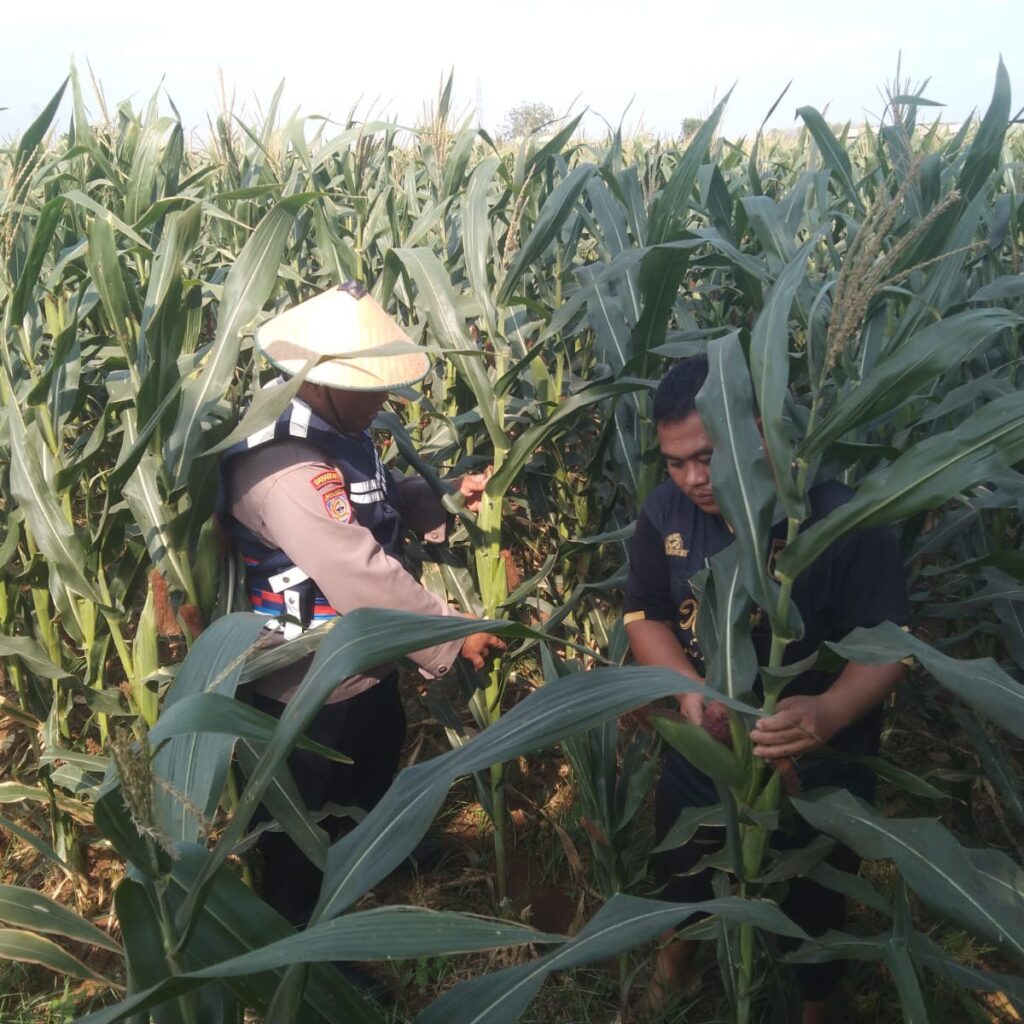 Polri Dukung Astacita, Polsek jenu Polres Tuban Turun Cek Tanaman Jagung Warga di Desa Beji