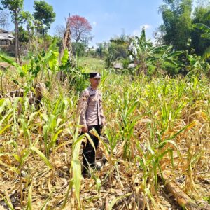 Polri Dukung Astacita, Polsek Grabagan Polresta Tuban Turun Cek Tanaman jagung milik Warga di Desa Grabagan