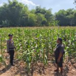DALAM RANGKA MENDUKUNG PROGRAM KETAHANAN PANGAN, ANGGOTA POLSEK PARENGAN SAMBANGI PETANI JAGUNG DI DESA SELOGABUS KEC. PARENGAN
