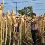 AIPTU CUCUK SUMULYONO DAMPINGI KADES NGAMPELREJO PANEN JAGUNG, WUJUD NYATA SINERGI POLRI DAN MASYARAKAT BANCAR