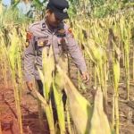 Bhabinkamtibmas Polsek Widang Monitoring Pertumbuhan Jagung