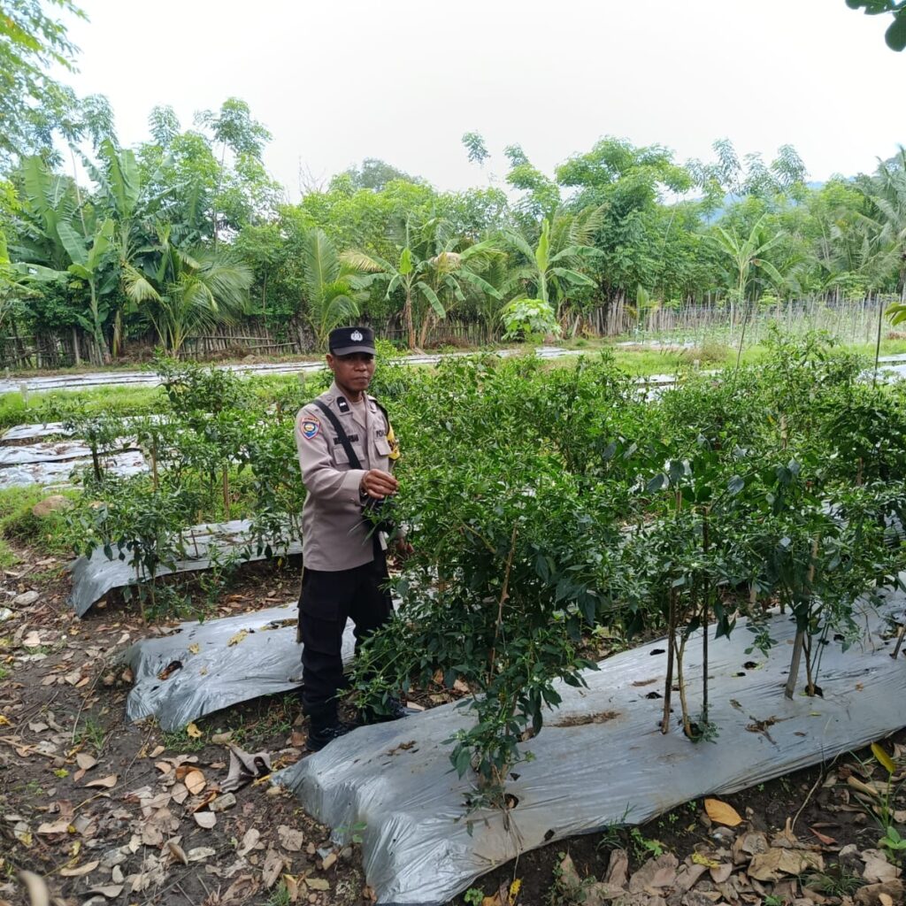 Dukung Petani Kembangkan Hortikultura, Bhabinkamtibmas Desa Jurumapin Sambangi Kebun Cabai di Agro Tamase