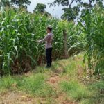 POLSEK TAMBAKBOYO POLRESTA TUBAN GELAR MONITORING KETAHAN PANGAN DI LAHAN JAGUNG