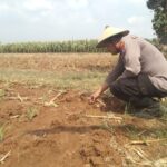 Polri Dukung Astacita, Polsek jenu Polres Tuban Turun Cek Tanaman Jagung Warga di Desa Kaliuntu