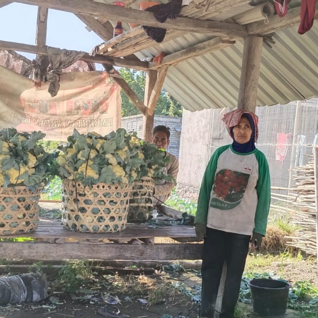  Bhabinkamtibmas Pohgading Timur Cek Panen Brokoli, Dukung Ketahanan Pangan dan Sampaikan Himbauan Kamtibmas