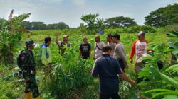 Bantu Ekonomi Warga, Polsek Batulayar Dorong Optimalisasi Lahan Pertanian Lokal