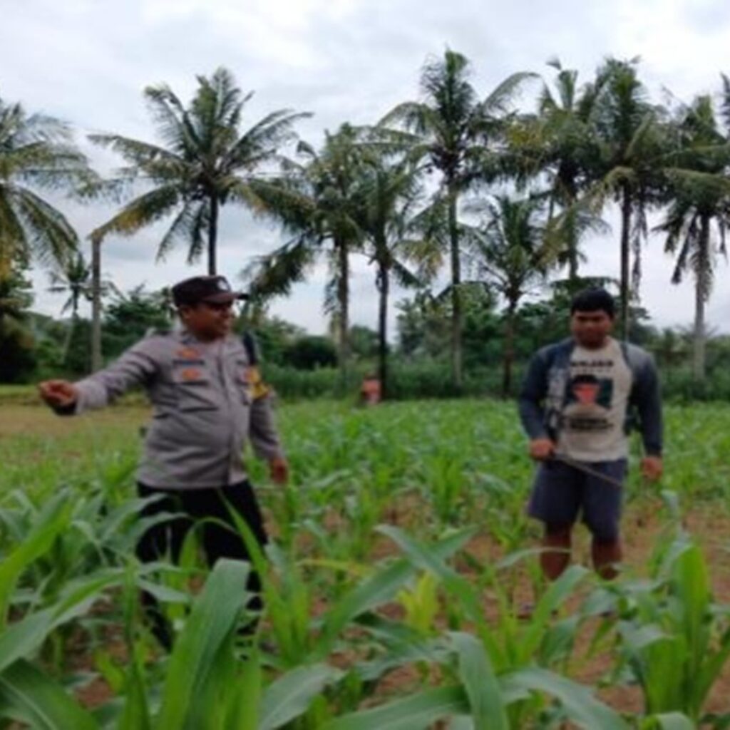 Upaya Polsek Gerung Wujudkan Mandiri Pangan Lewat Diversifikasi Pertanian Warga
