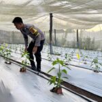 Bhabinkamtibmas Desa Kumbang Sambangi Warga dan Monitoring Ketahanan Pangan