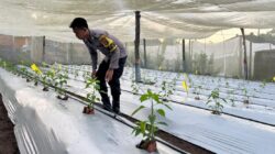 Bhabinkamtibmas Desa Kumbang Sambangi Warga dan Monitoring Ketahanan Pangan