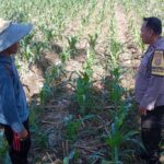 Dukung Swasembada Pangan, Bhabinkamtibmas Polsek Labuapi Turun ke Sawah Dampingi Petani Bagik Polak Barat