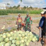 Sinergi Babinsa dan Petani Semangka Tumbuhkan Harapan Desa Lebih Sejahtera