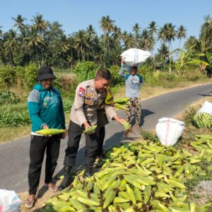 Bhabinkamtibmas Desa Bagik Papan Dampingi Warga Panen Jagung, Dukung Program Ketahanan Pangan