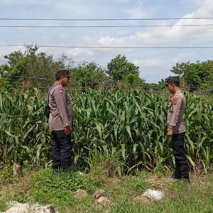 Polsek Tambakboyo Monitoring Lahan Jagung, Pastikan Ketahanan Pangan di Wilayah Tetap Aman