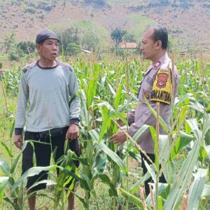 Bhabinkamtibmas Polres Bima Kota Sambangi Petani Jagung, Dukung Program Ketahanan Pangan