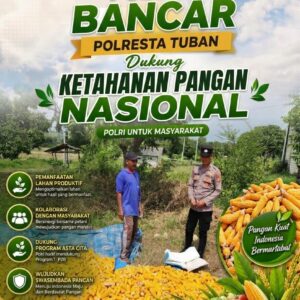 ​Dukung Ketahanan Pangan, Bripda Gustian Polsek Bancar Sambangi Petani dan Monitor Panen Jagung di Desa Pugoh