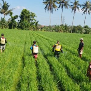 Sinergi Babinsa dan Petani Jaga Kesuburan Lahan