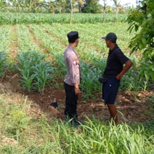 Pastikan Tanaman Tumbuh Optimal, Bhabinkamtibmas Polsek Tambakboyo Cek Lahan Jagung Warga