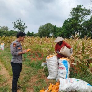 BRIPDA SHANDY MONITORING PANEN JAGUNG DI BANCAR, DUKUNG KETAHANAN PANGAN