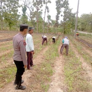 Dukung Ketahanan Pangan Nasional, Bhabinkamtibmas Polsek Tambakboyo Dampingi Petani Olah Lahan