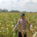 Dukung Astacita Presiden, Polsek Kenduruan Polresta Tuban Cek Perkembangan Tanaman Jagung Warga .