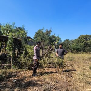 Dukung Ketahanan Pangan Nasional, Bhabinkamtibmas Desa Labangka Sambangi Pekarangan Warga dan Cek Tanaman Cabai