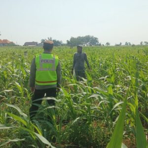 Polisi Polsek jenu Polres Tuban Turun ke Ladang, Dampingi Petani Jagung Dukung Ketahanan Pangan