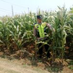 Polisi Polsek jenu Polres Tuban Turun ke Ladang, Dampingi Petani Jagung Dukung Ketahanan Pangan