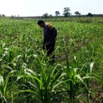 ANGGOTA POLSEK GRABAGAN SAMBANG DESA BINAAN, PANTAU LAHAN JAGUNG DAN MEMASTIKAN SISTEM IRIGASI MASIH LANCAR