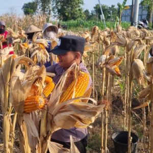 Dukung Ketahanan Pangan, Anggota Polsek Bancar Turun Langsung Bantu Warga Desa Ngampelrejo Panen Jagung