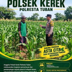 ANGGOTA POLSEK KEREK POLRESTA TUBAN PANTAU PERTUMBUHAN TANAMAN JAGUNG
