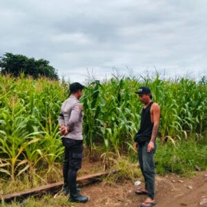 Dukung Ketahanan Pangan Nasional, Bhabinkamtibmas Desa Suka Mulya Sambangi Petani dan Motivasi Persiapan Tanam Jagung