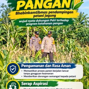 Mendukung Program Ketahanan Pangan, Bhabinkamtibmas Monitoring Pertumbuhan Jagung