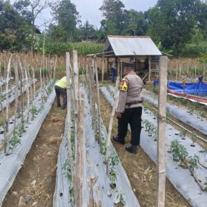 ANGGOTA POLSEK GRABAGAN SAMBANG DESA BINAAN, PANTAU LAHAN JAGUNG DAN MEMASTIKAN SISTEM IRIGASI MASIH LANCAR