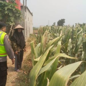 Polisi Polsek jenu Polres Tuban Turun ke Ladang, Dampingi Petani Jagung Dukung Ketahanan Pangan