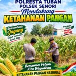 Unit Binmas Polsek Senori Polresta Tuban Memantau Tanaman Jagung Milik Warga Desa Sendang Kecamatan Senori Guna Mendukung Program Ketahanan Pangans