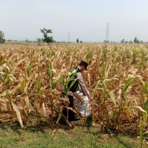 Polisi Polsek jenu Polres Tuban Turun ke Ladang, Dampingi Petani Jagung Dukung Ketahanan Pangan