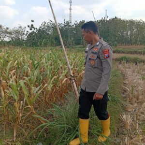 Dukung Ketahanan Pangan, Kanit Binmas Polsek Kenduruan Polresta Tuban Turun Langsung Mengecek Perkembangan Tanaman Jagung Warga