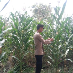 Anggota Polsek Singgahan Polresta Tuban Turun Cek Tanaman jagung Warga di Desa Mulyorejo