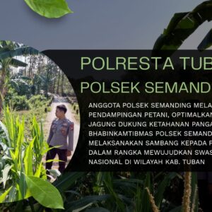 Polsek Kenduruan Polresta Tuban Dukung Ketahanan Pangan, Aipda Sumindar Cek Perkembangan Tanaman Jagung Warga .
