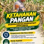 Mendukung Program Ketahanan Pangan, Bhabinkamtibmas Monitoring Pertumbuhan Jagung