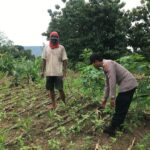 Polsek Grabagan Polresta Tuban Turun Langsung Cek Tanaman Jagung Warga