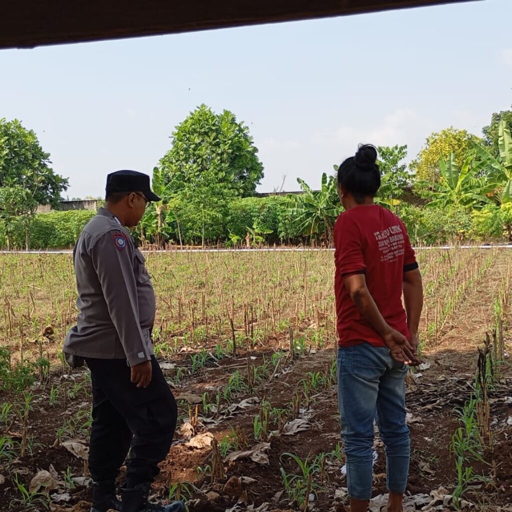 Dukung Asta Cita Presiden, Polsek Tambakboyo Turun ke Lahan Dampingi Petani Jagung