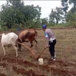 Turun Langsung ke Sawah, Polsek Tambakboyo Dukung Ketahanan Pangan Lewat Olah Lahan Bersama Petani