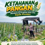 Dukung Ketahanan Pangan Nasional, Polsek Bangilan Monitoring Pertumbuhan Tanaman Jagung