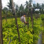 Bhabinkamtibmas Desa Lendang Nangka Cek Lahan Cabai, Dukung Program Ketahanan Pangan Bergizi