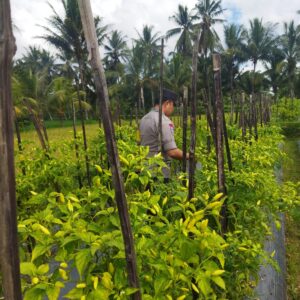 Bhabinkamtibmas Desa Lendang Nangka Cek Lahan Cabai, Dukung Program Ketahanan Pangan Bergizi