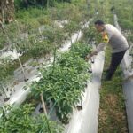 Bhabinkamtibmas Desa Masbagik Selatan Lakukan Pengecekan Lahan Ketahanan Pangan